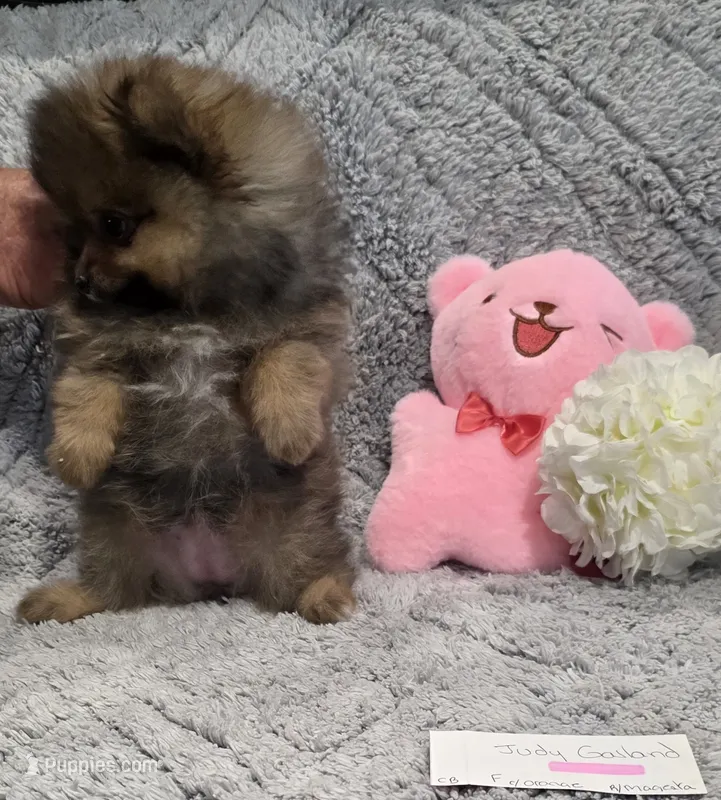 JUDY G   Pink Rib – Pomeranian puppy for sale in Weatherford, TX