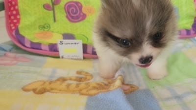 SUMMER, a female Pomeranian for sale in Weatherford, TX – 4 of 8