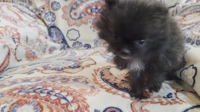 SANDY   Red Rib, a female Pomeranian for sale in Weatherford, TX – 9 of 10