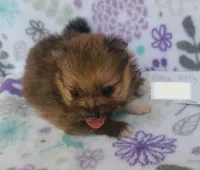 GRACE KELLY, a female Pomeranian for sale in Weatherford, TX – 5 of 7