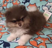 DUDE  Green Rib, a male Pomeranian for sale in Weatherford, TX – 8 of 9