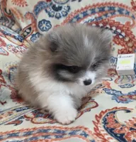 SUMMER, a female Pomeranian for sale in Weatherford, TX – 2 of 9