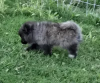 SANDY   Red Rib, a female Pomeranian for sale in Weatherford, TX – 3 of 9