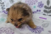 MARILYN  MONROE, a female Pomeranian for sale in Weatherford, TX – 9 of 9