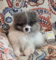 SUMMER, a female Pomeranian for sale in Weatherford, TX – 8 of 9