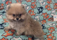 SEADOO  Blue Rib, a male Pomeranian for sale in Weatherford, TX – 4 of 9