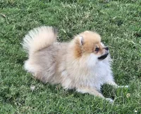 SEADOO  Blue Rib, a male Pomeranian for sale in Weatherford, TX – 4 of 10