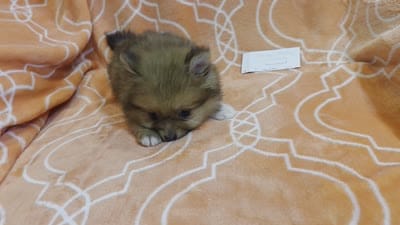 GRACE K  White Rib, a female Pomeranian for sale in Weatherford, TX – 9 of 9