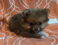 GRACE K  White Rib, a female Pomeranian for sale in Weatherford, TX – 6 of 9