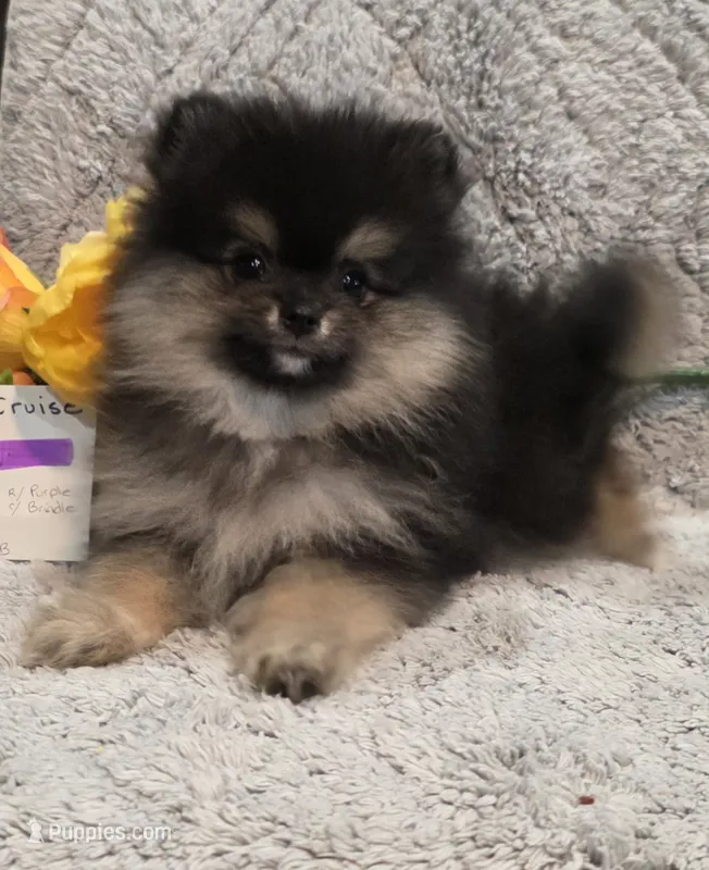 CRUISE     Purple rib – Pomeranian puppy for sale in Weatherford, TX