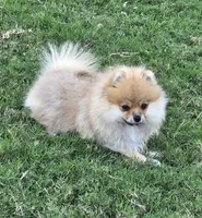 SEADOO  Blue Rib, a male Pomeranian for sale in Weatherford, TX – 7 of 10