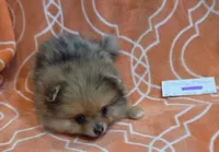 MARILYN  M Mauve Rib, a female Pomeranian for sale in Weatherford, TX – 6 of 10