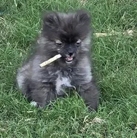 SANDY   Red Rib, a female Pomeranian for sale in Weatherford, TX – 4 of 9