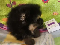 CRUISE     Purple ribbon, a male Pomeranian for sale in Weatherford, TX – 4 of 6