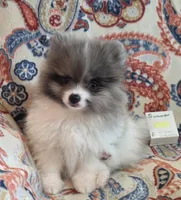 SUMMER, a female Pomeranian for sale in Weatherford, TX – 4 of 9