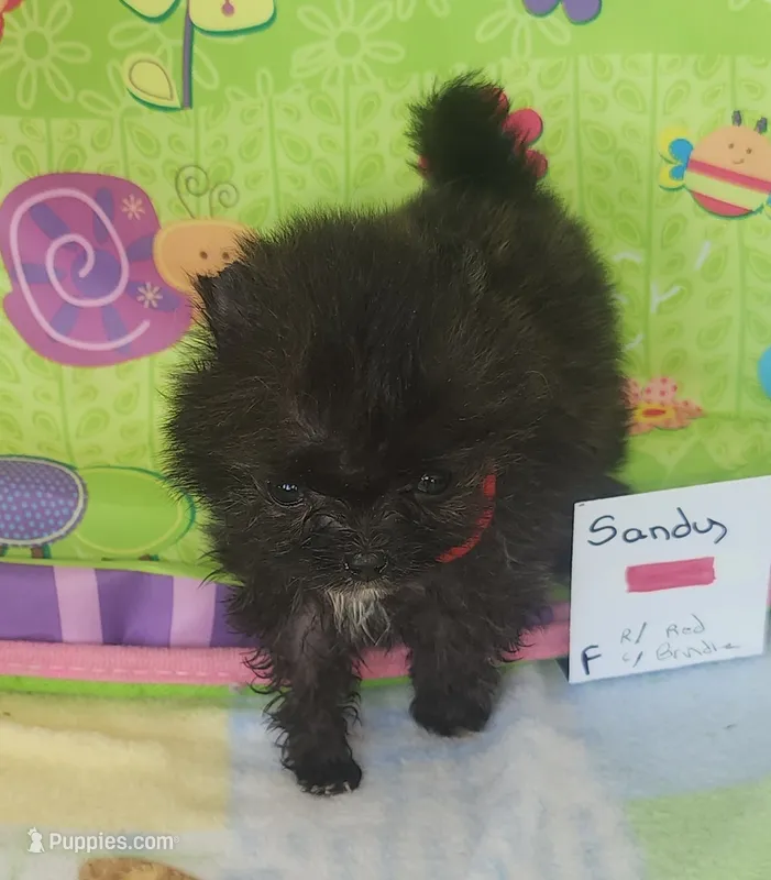 SANDY – Pomeranian puppy for sale in Weatherford, TX