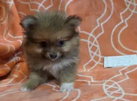 GRACE K  White Rib, a female Pomeranian for sale in Weatherford, TX – 5 of 9