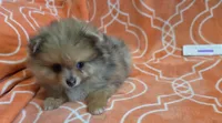 MARILYN  M Mauve Rib, a female Pomeranian for sale in Weatherford, TX – 5 of 10