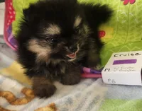 CRUISE     Purple ribbon, a male Pomeranian for sale in Weatherford, TX – 2 of 6