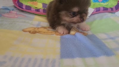 DUDE, a male Pomeranian for sale in Weatherford, TX – 10 of 10