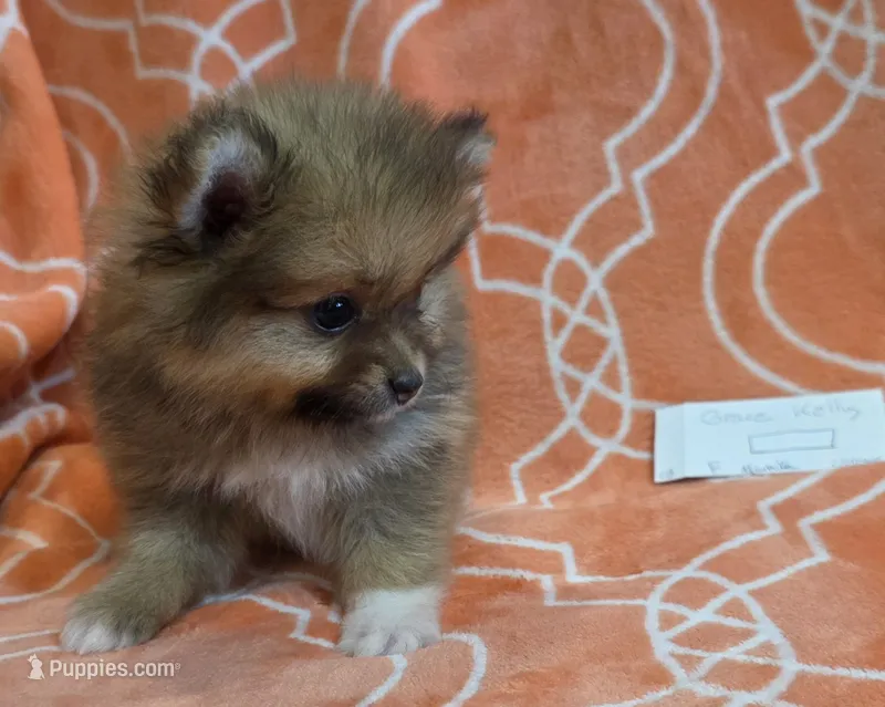 GRACE KELLY – Pomeranian puppy for sale in Weatherford, TX