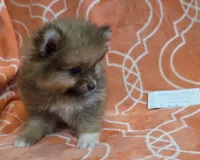 GRACE K  White Rib, a female Pomeranian for sale in Weatherford, TX – 1 of 9