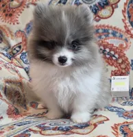 SUMMER, a female Pomeranian for sale in Weatherford, TX – 6 of 9
