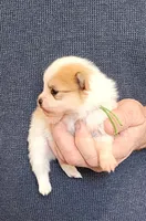 DENNIS, a male Pomeranian for sale in Weatherford, TX – Photo 3 of 5