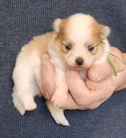 DENNIS, a male Pomeranian for sale in Weatherford, TX – Photo 1 of 5