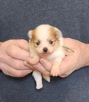 DENNIS, a male Pomeranian for sale in Weatherford, TX – Photo 2 of 5