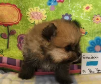 SEADOO, a male Pomeranian for sale in Weatherford, TX – 3 of 7