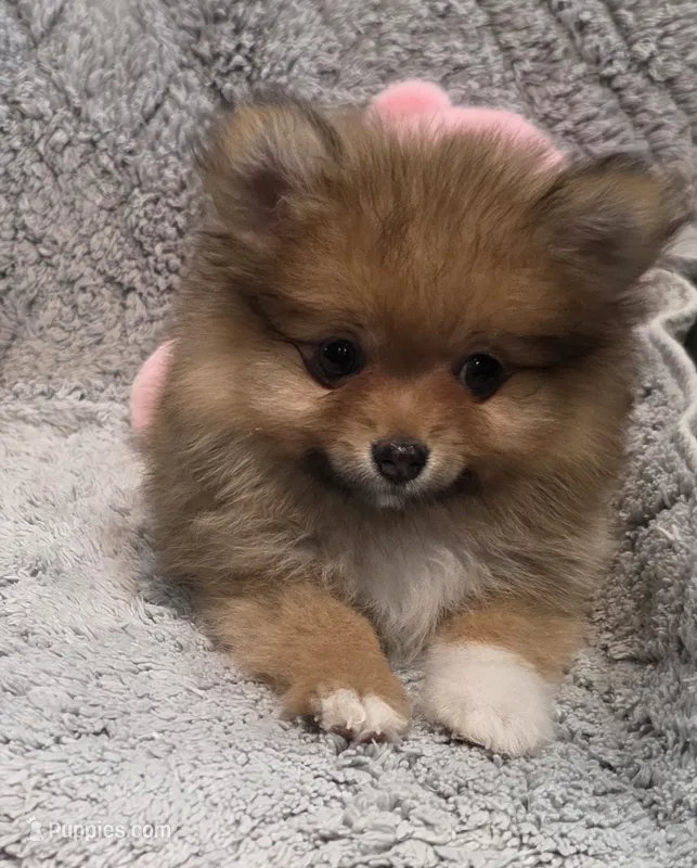 GRACE K  White Rib – Pomeranian puppy for sale in Weatherford, TX