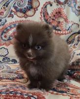BARBIE  orange ribbon, a female Pomeranian for sale in Weatherford, TX – 6 of 10