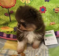DUDE, a male Pomeranian for sale in Weatherford, TX – 6 of 10