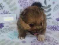 GRACE KELLY, a female Pomeranian for sale in Weatherford, TX – 1 of 7
