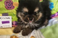 CRUISE     Purple ribbon, a male Pomeranian for sale in Weatherford, TX – 5 of 6