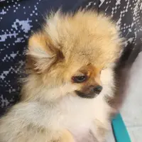 DANDY, a male Pomeranian for sale in Weatherford, TX – Photo 2 of 4