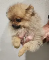 DANDY, a male Pomeranian for sale in Weatherford, TX – Photo 4 of 4