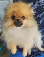 DANDY, a male Pomeranian for sale in Weatherford, TX – Photo 3 of 4