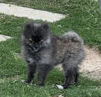SANDY   Red Rib, a female Pomeranian for sale in Weatherford, TX – 2 of 9
