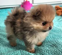 VALENTINO, a male Pomeranian for sale in Weatherford, TX – Photo 3 of 9