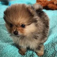 VALENTINO, a male Pomeranian for sale in Weatherford, TX – Photo 6 of 9