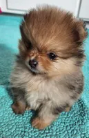 VALENTINO, a male Pomeranian for sale in Weatherford, TX – Photo 8 of 9