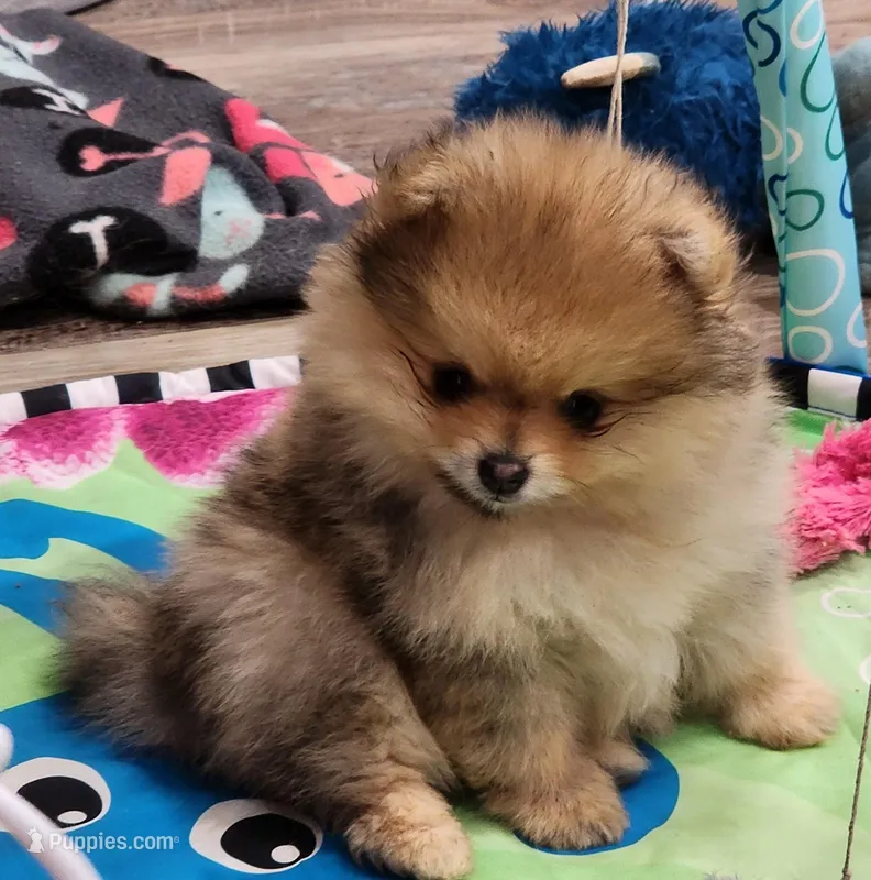 VALENTINO – Pomeranian puppy on hold in Weatherford, TX