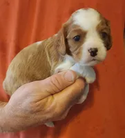 OXFORD, a male Cavalier King Charles Spaniel for sale in Weatherford, TX – Photo 4 of 6