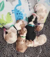 OXFORD, a male Cavalier King Charles Spaniel for sale in Weatherford, TX – Photo 6 of 6