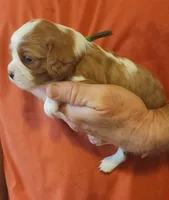 OXFORD, a male Cavalier King Charles Spaniel for sale in Weatherford, TX – Photo 2 of 6