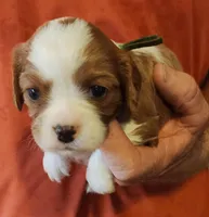 OXFORD, a male Cavalier King Charles Spaniel for sale in Weatherford, TX – Photo 3 of 6