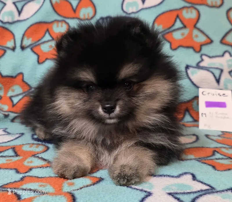 CRUISE     Purple ribbon – Pomeranian puppy for sale in Weatherford, TX