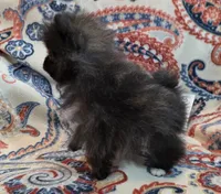 SANDY   Red Rib, a female Pomeranian for sale in Weatherford, TX – 8 of 10